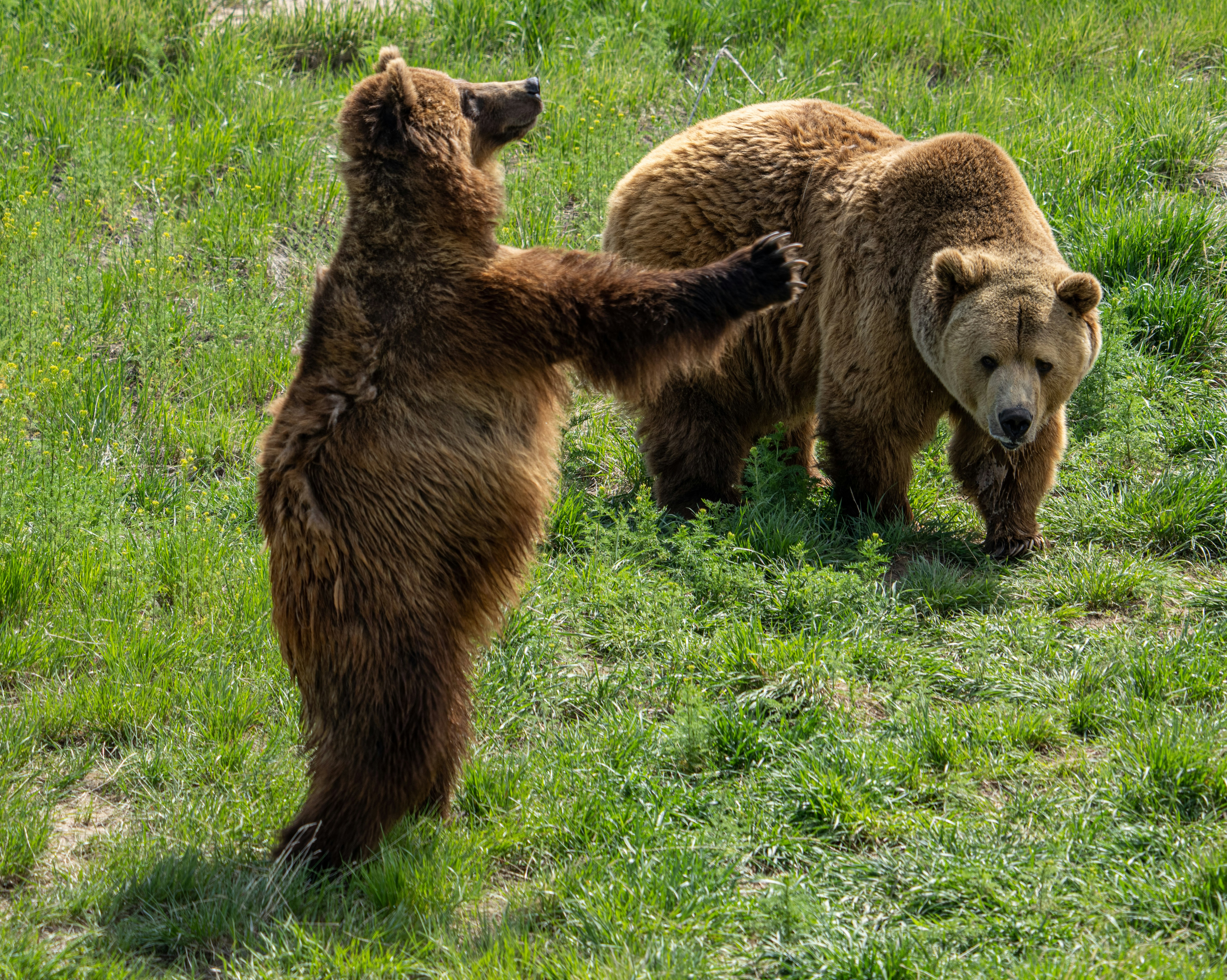 brown bear on green grass field during daytime